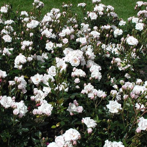 Bílá - Stromková růže s drobnými květy - stromková růže s kompaktním tvarem koruny